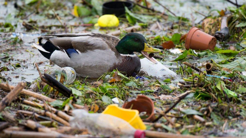 A duck in a load of rubbish in Wales