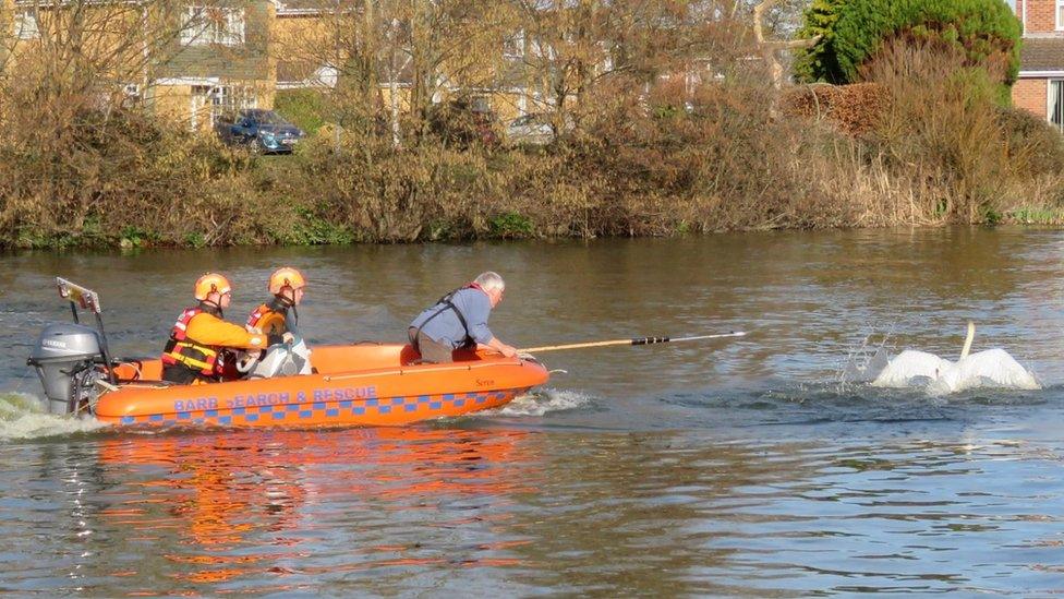 Swan being rescued