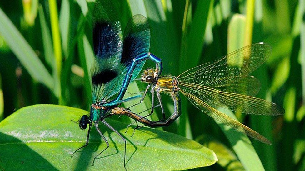 Damselflies