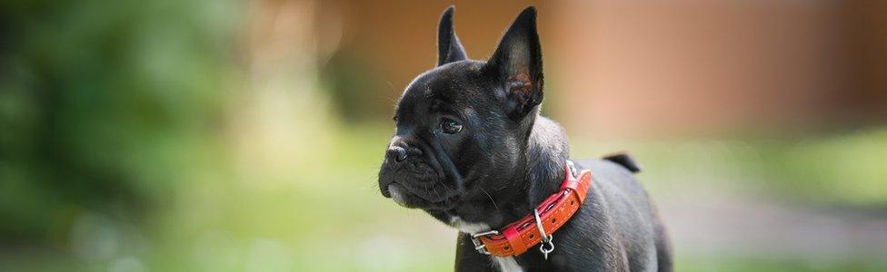 French bulldog