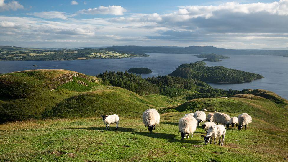 A general view of sheep grazing on a green grassy hill, overlooking a loch with wooded islands in the middle. Green fields can be seen on the far bank, underneath a blue sky with some cloud cover