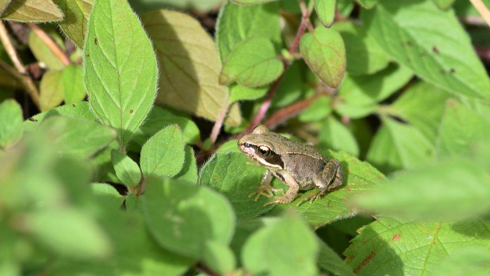 Froglet