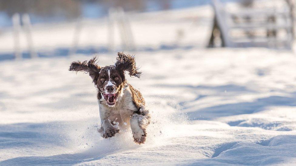 Mark Fetherstone took his dog for a walk around Chirk Castle, near Wrexham