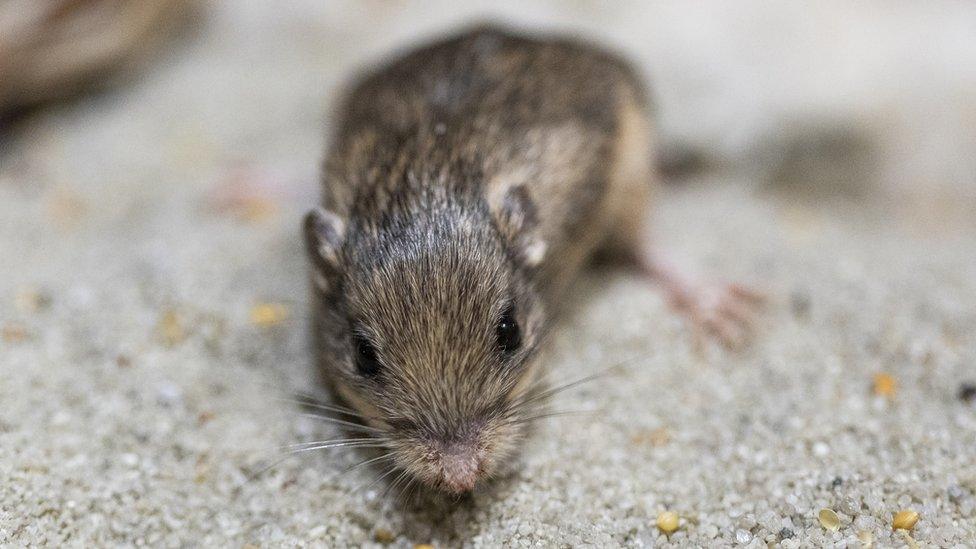 Photo of a mouse.