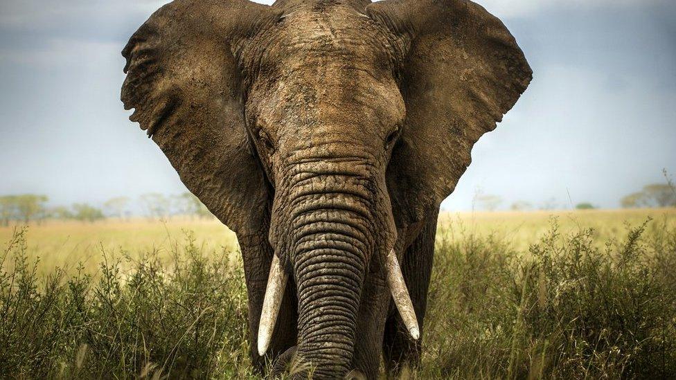 An African elephant