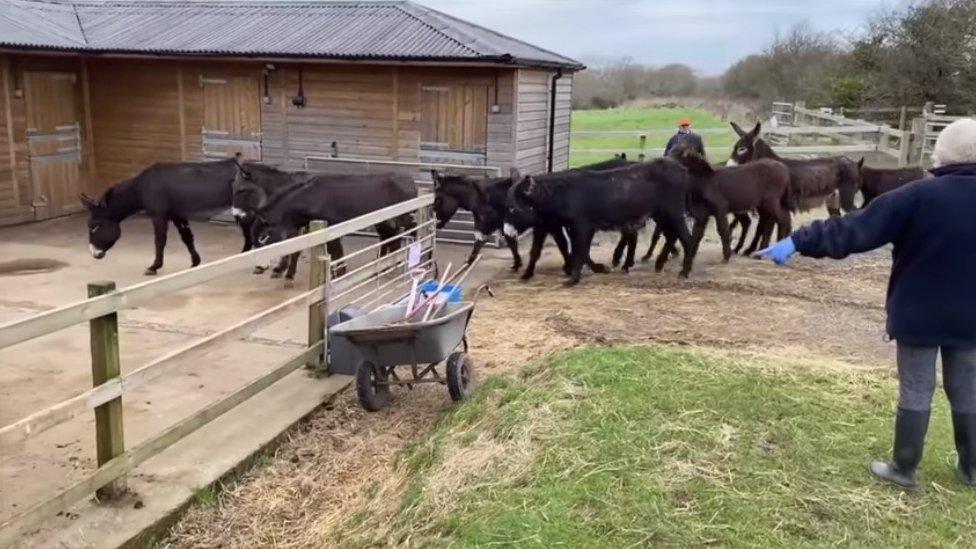 Rescued donkeys and foals being ushered into their new stables