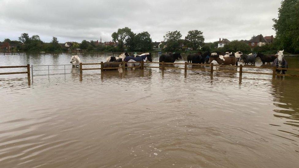 Horses in flood water in Toton