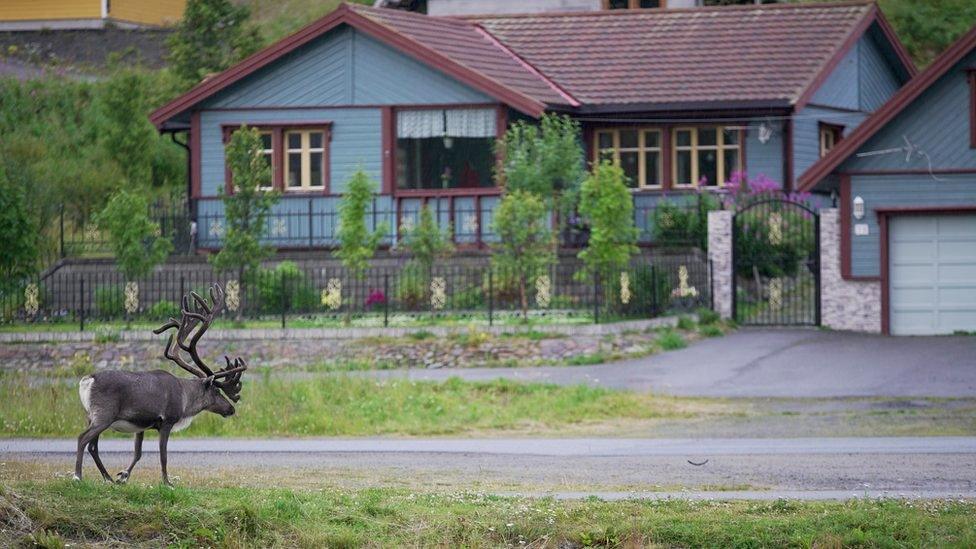 A reindeer approaches a residential property in Sami, Norway