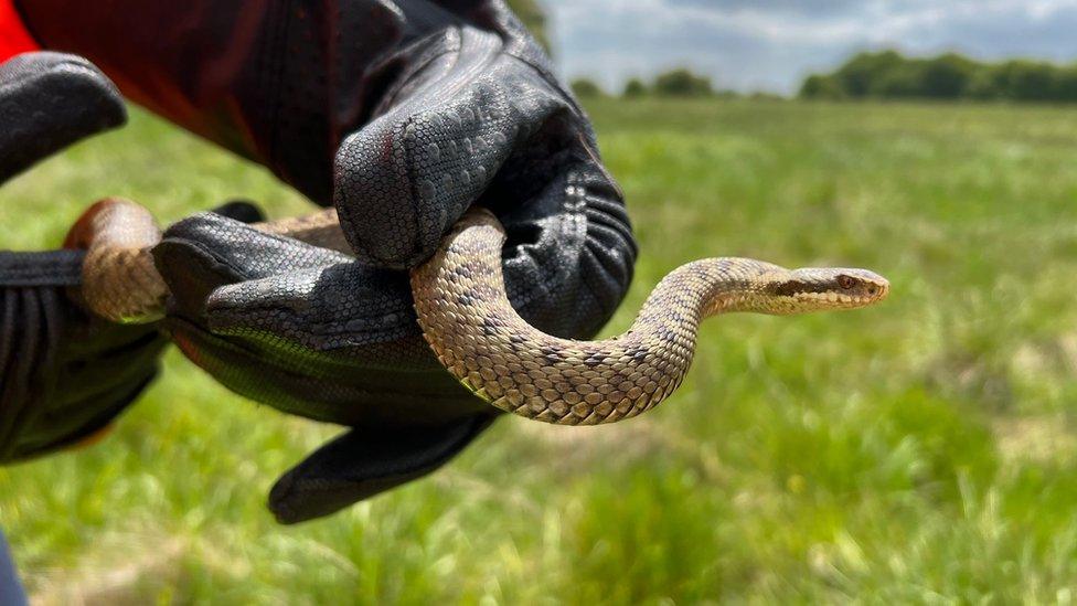 Female adder