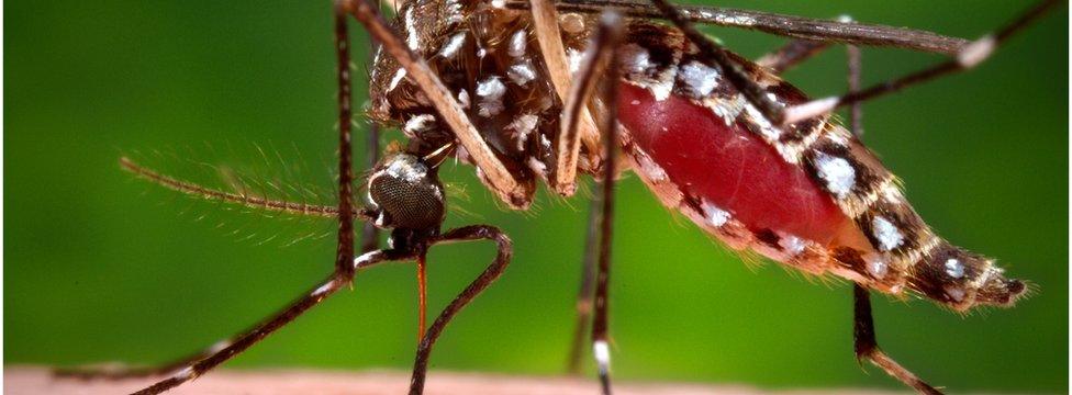 Female Aedes aegypti mosquito in the process of acquiring a blood meal from a human host.