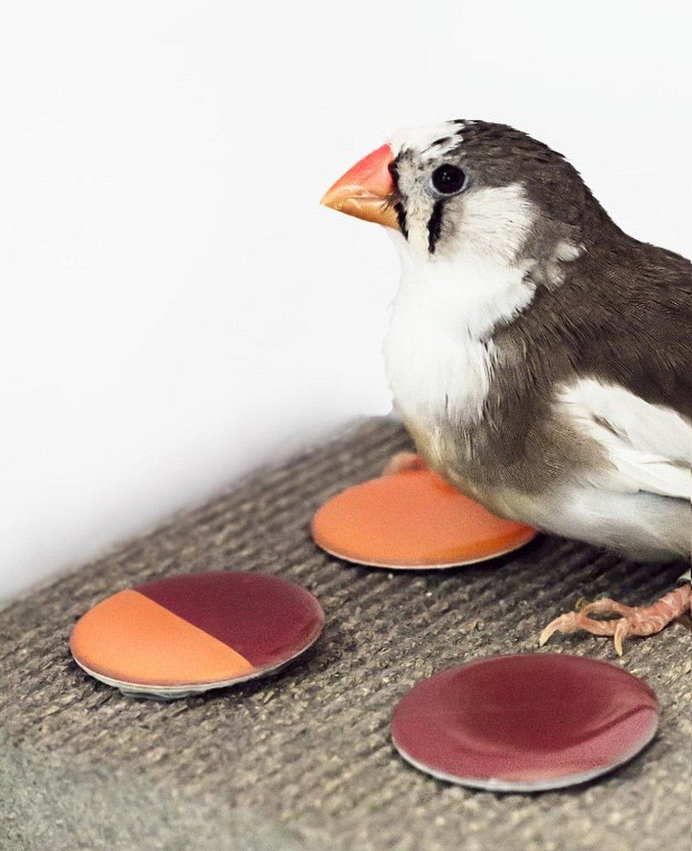 Zebra finch in colour perception experiment