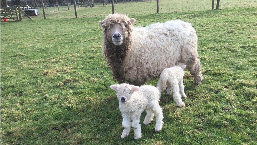 A sheep and two lambs