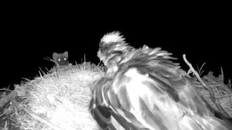 Pine marten and osprey EJ at nest