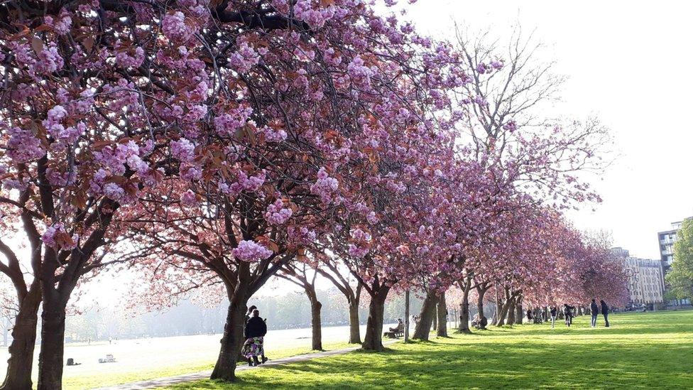 Pink blossom trees