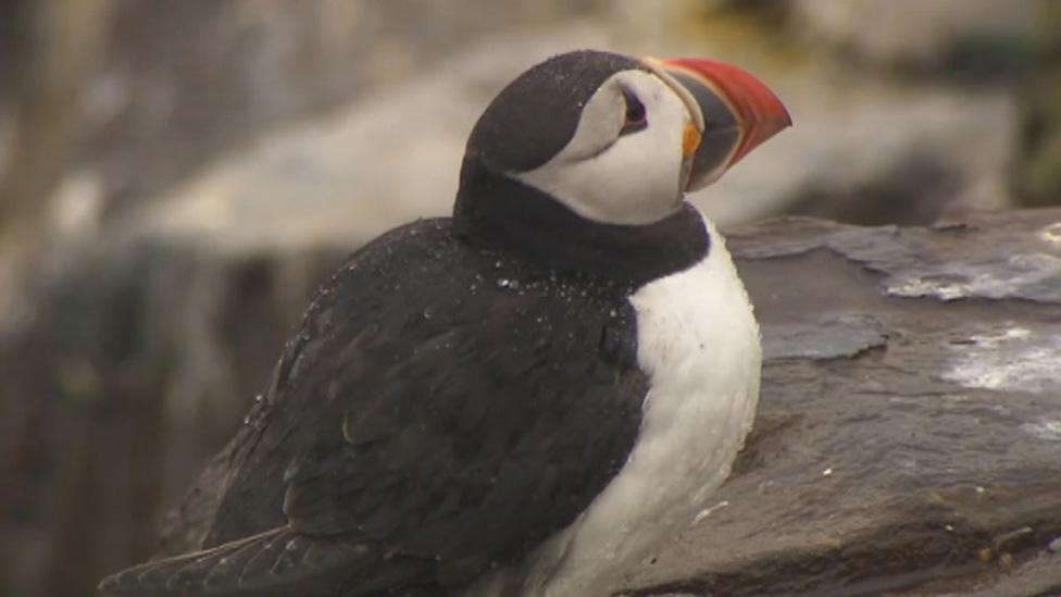 Puffin on nest