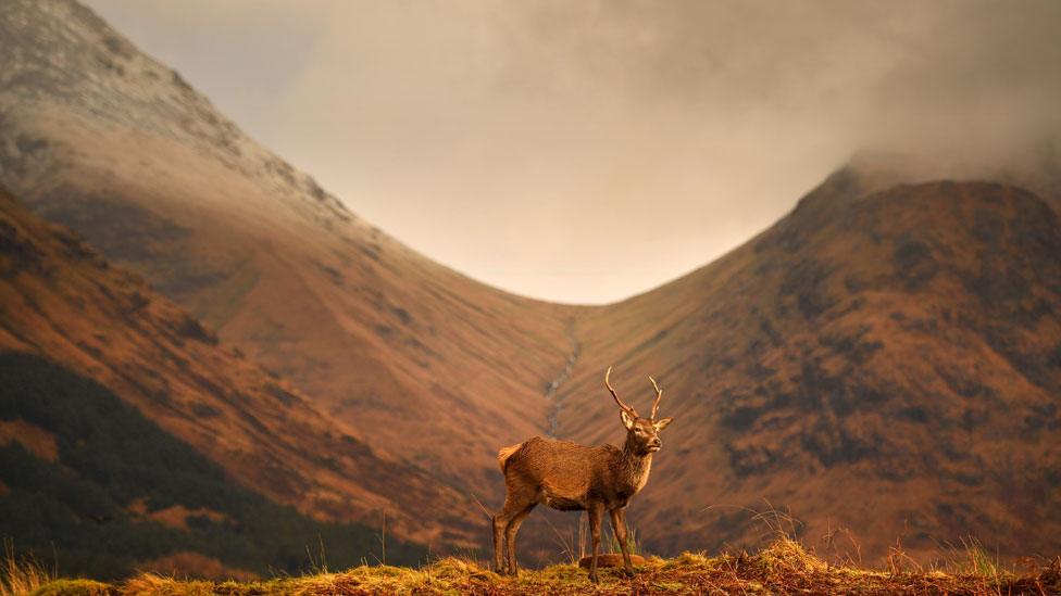 Red deer