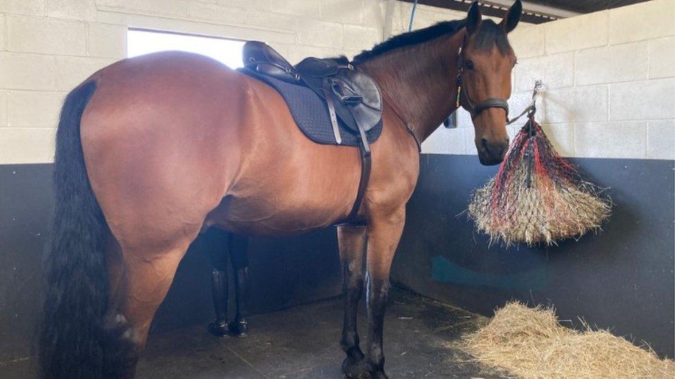 Police Horse Brutus in stable