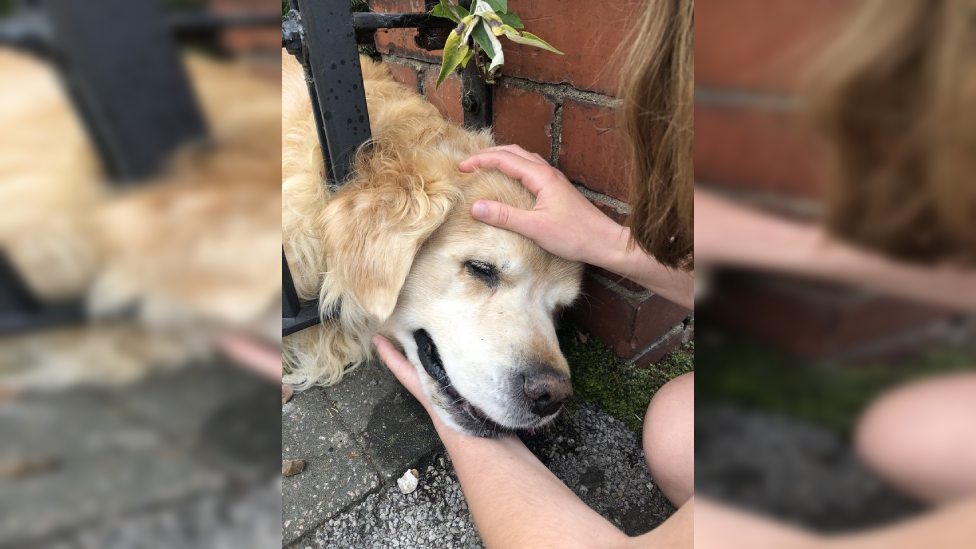 dog with head stuck in fence