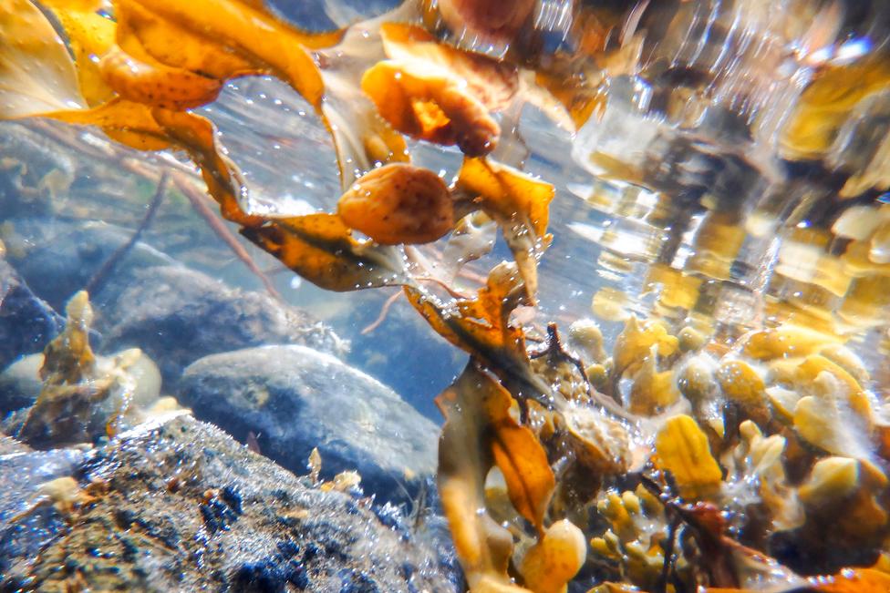 At Sea Level - underwater plants and rocks