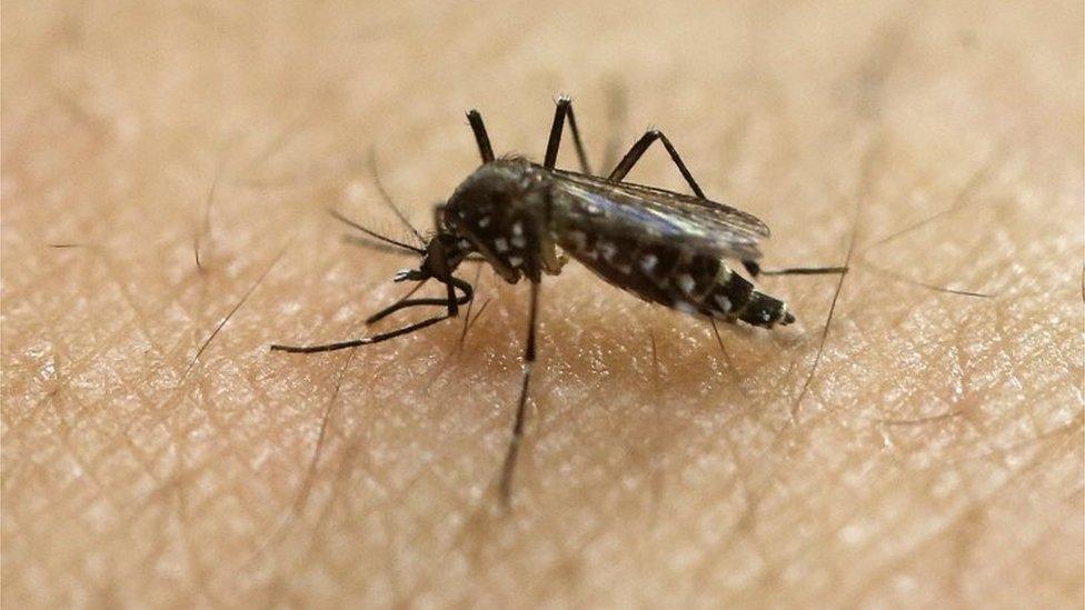 In this Jan. 18, 2016, file photo, a female Aedes aegypti mosquito acquires a blood meal on the arm of a researcher at the Biomedical Sciences Institute in the Sao Paulo"s University in Sao Paulo, Brazil