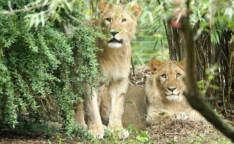 File pic Motshegetsi, left, and Majo in a zoo in Leipzig earlier this month