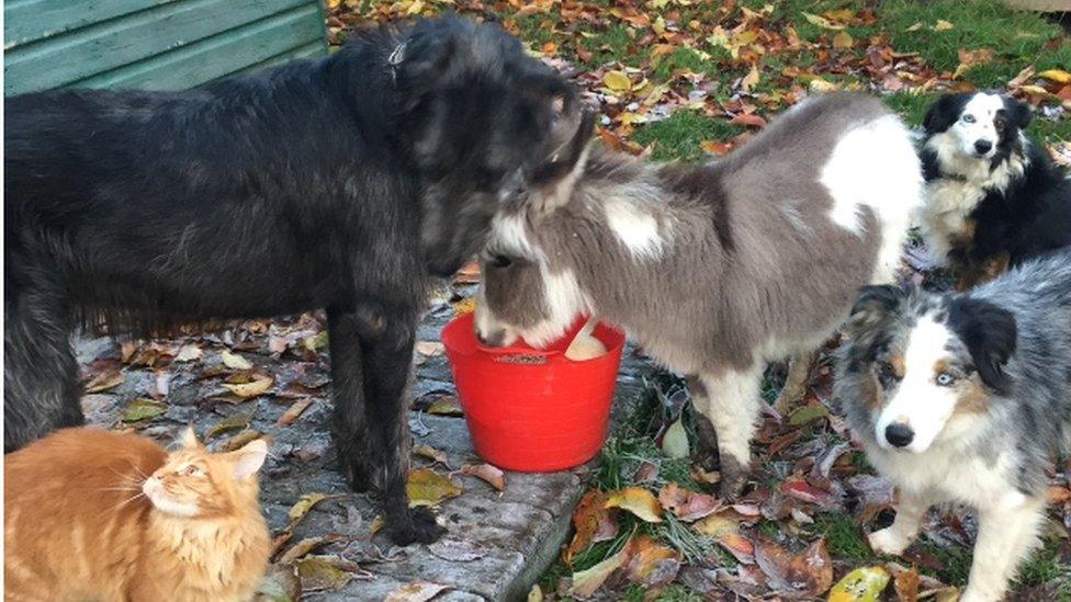 donkey eats with family dogs