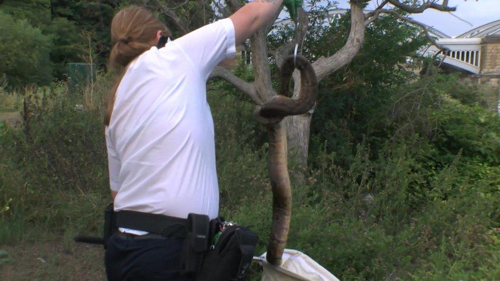 Boa constrictor captured by RSPCA