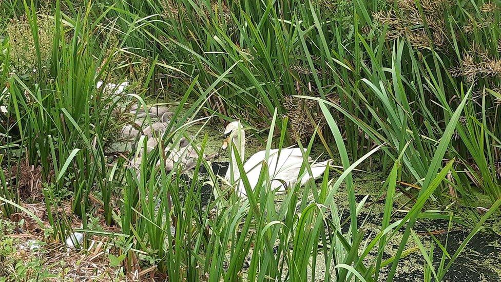 Swans and cygnets in the nest