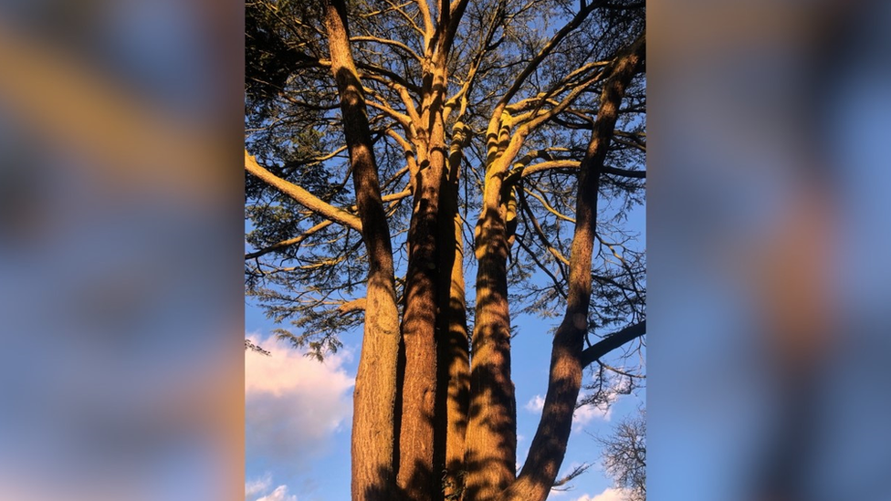 Jephson Gardens tree