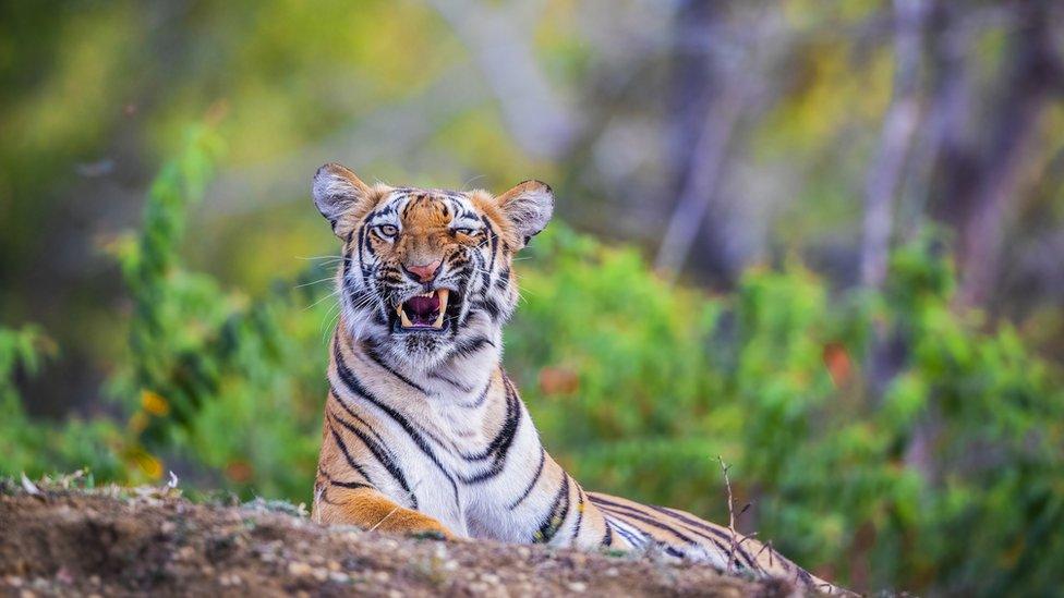 Tiger at Tadoba Andhari Tiger Reserve, India.