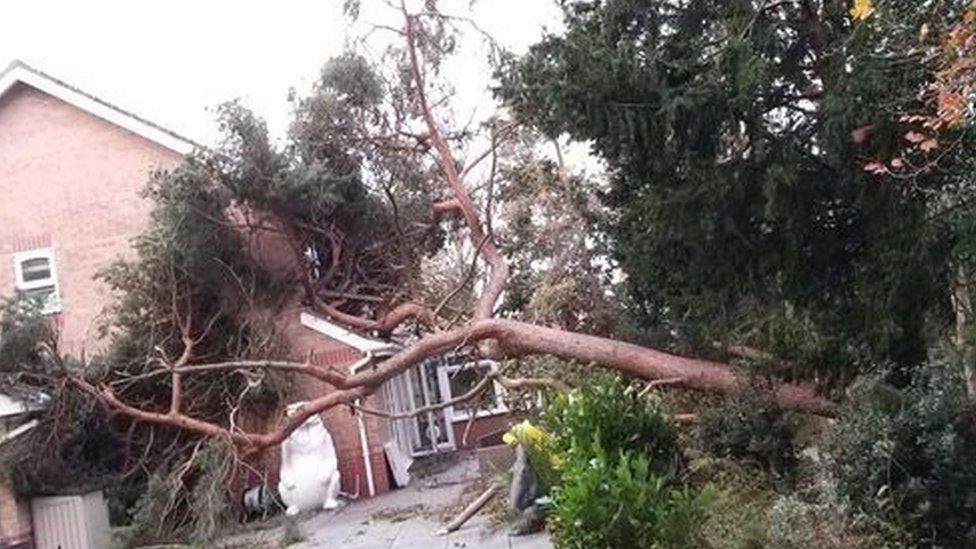 Uprooted tree in Claughton, Wirral