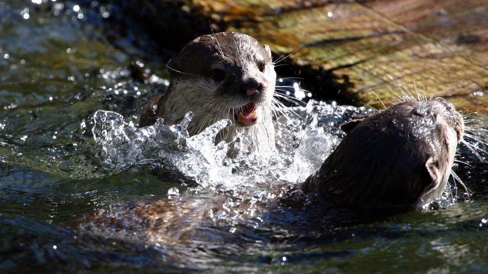 Otter in water