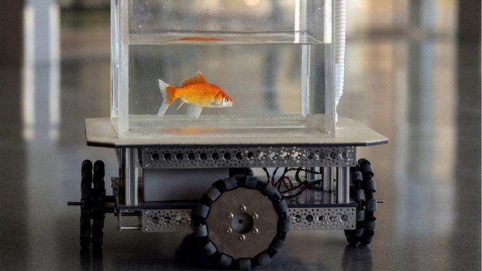 Goldfish in the special vehicle