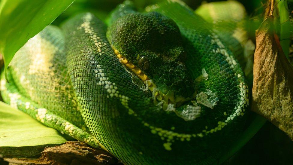 Emerald tree boa