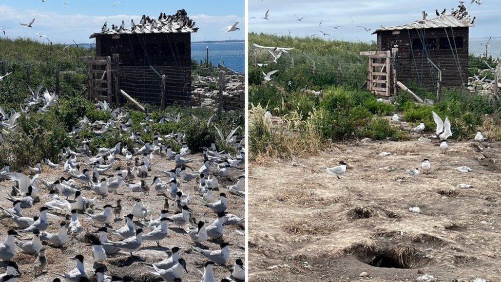 Sandwich terns at Coquet Island