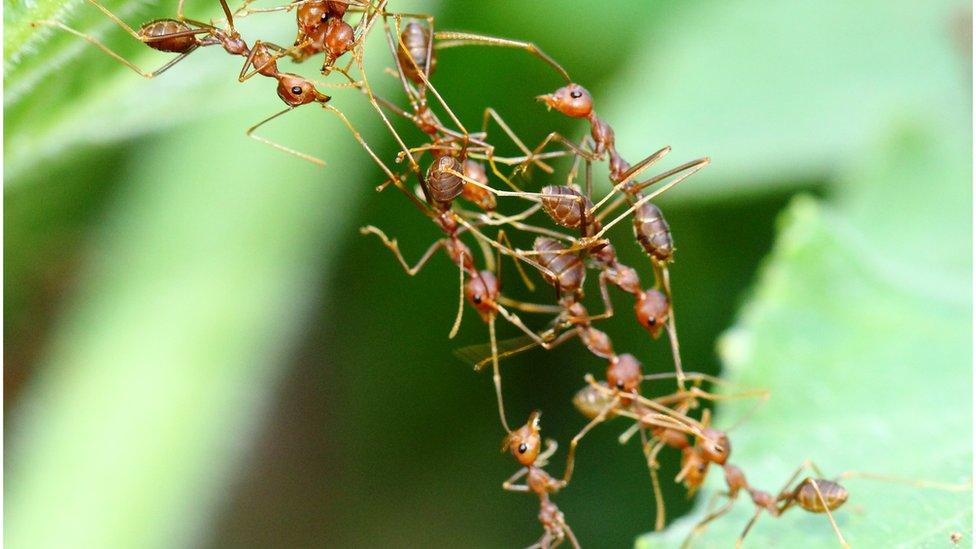 Ants build a bridge using their bodies