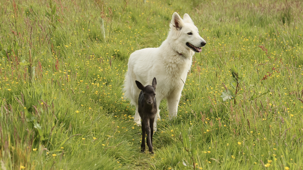 Milly in the field with one of the dogs