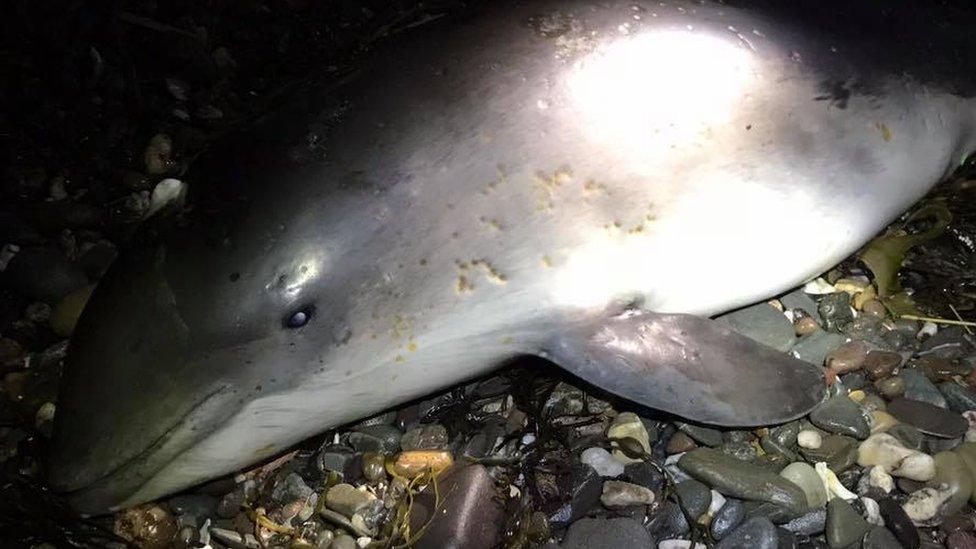 Dead porpoise at Ballyholme beach