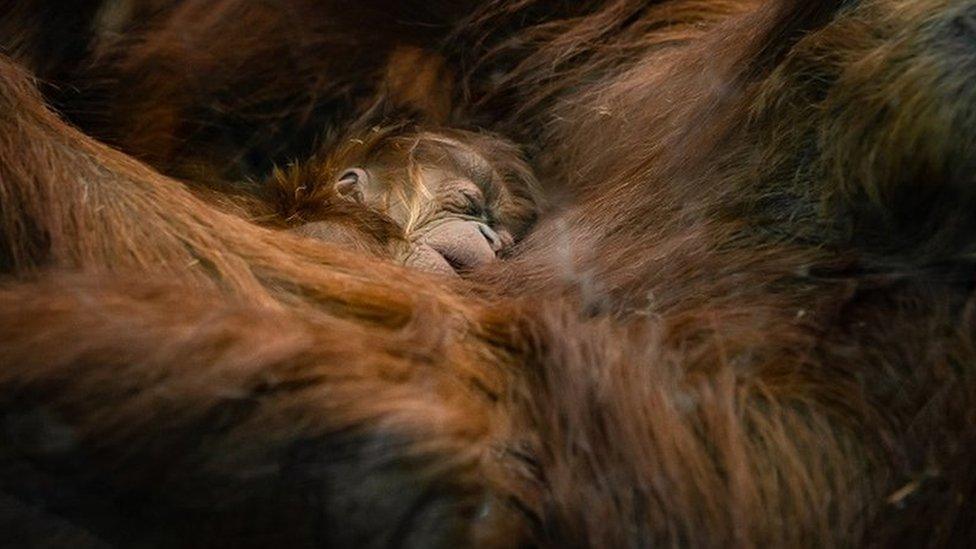 Sumatran-orangutan-chester-zoo.