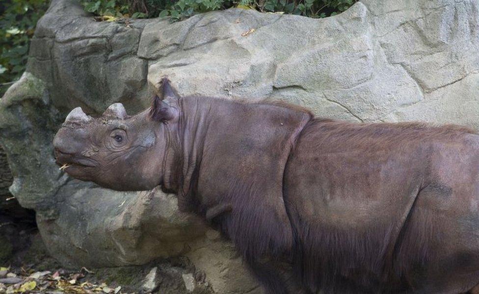 Harapan, a Sumatran Rhino, roams his enclosure on his last day of viewing at the Cincinnati Zoo and Botanical Gardens (29 Oct 2015)