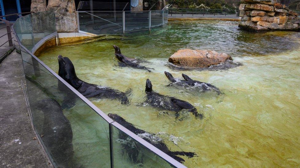 Seals at Berlin Zoo, 1 Apr 20