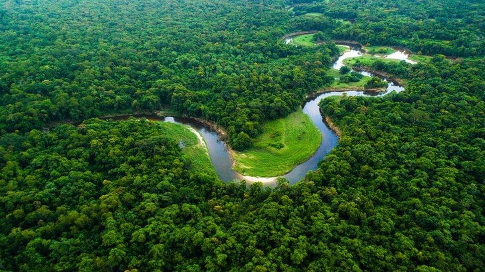 The Amazon rainforest