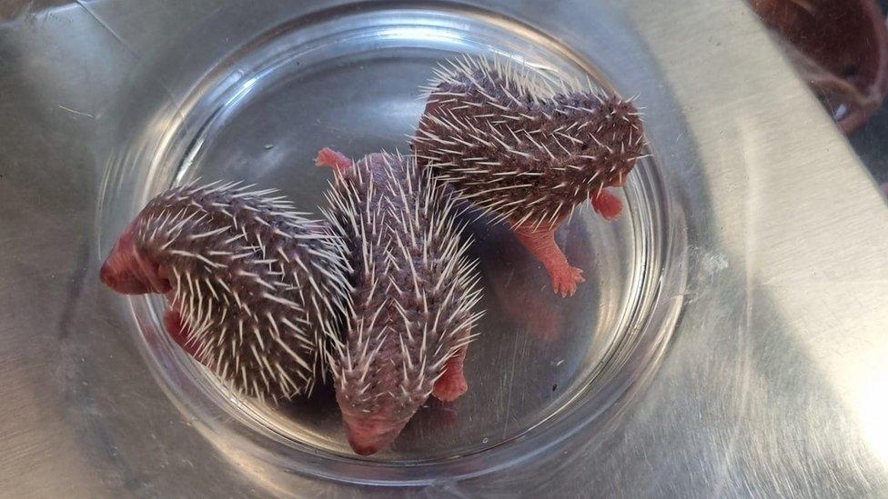 Three baby hedgehogs sat in a metal dish