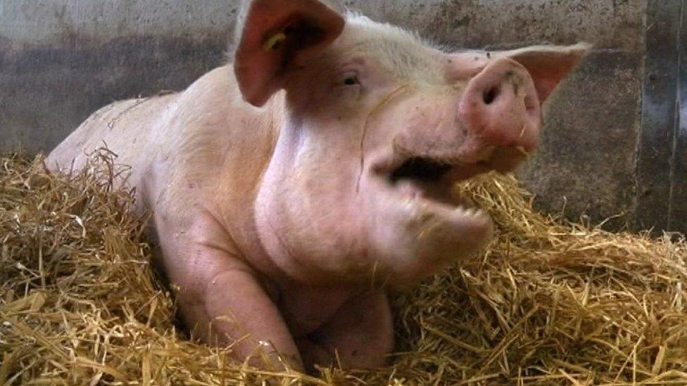 Generic image of a pig