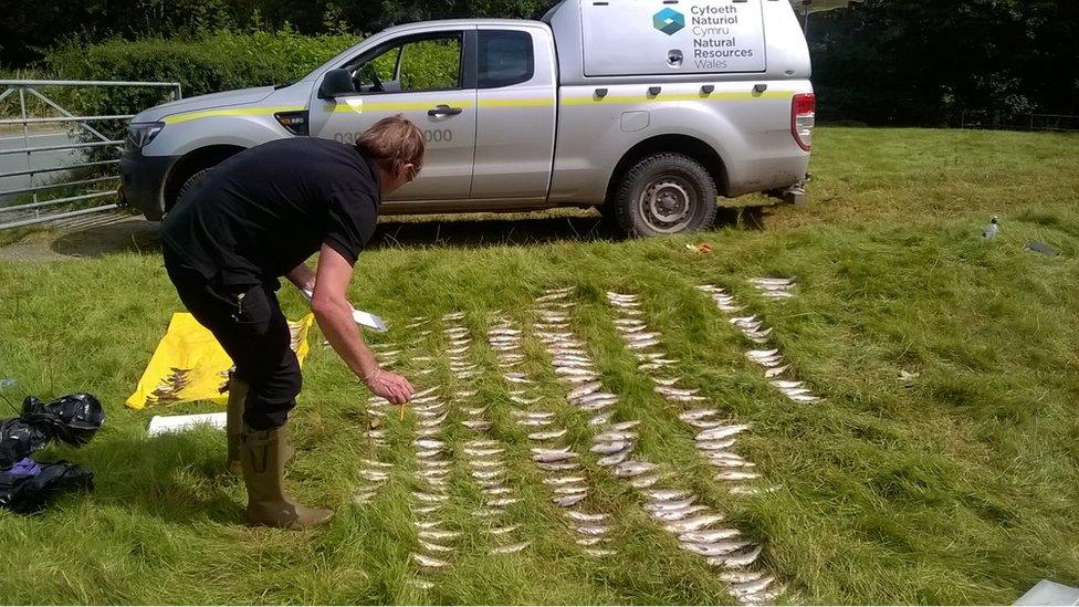 Officers counting the dead fish