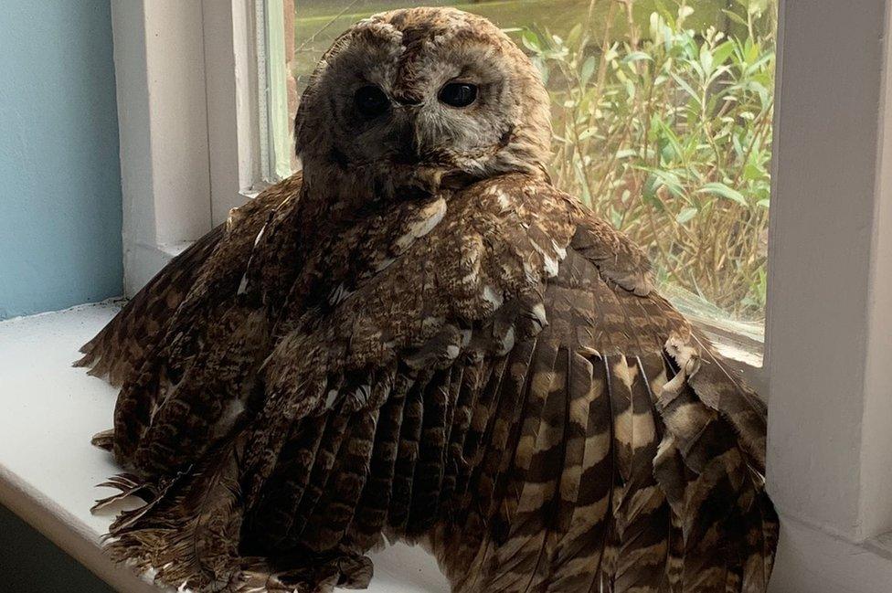 Owl sitting on a window sill