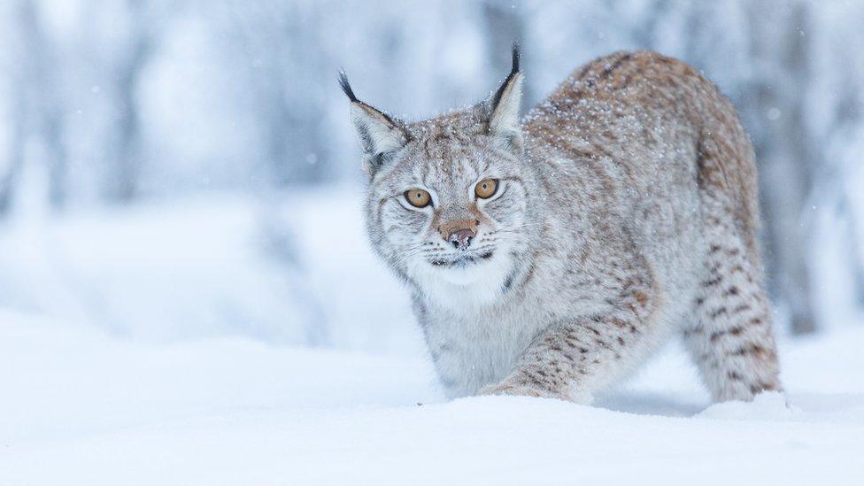 Lynx