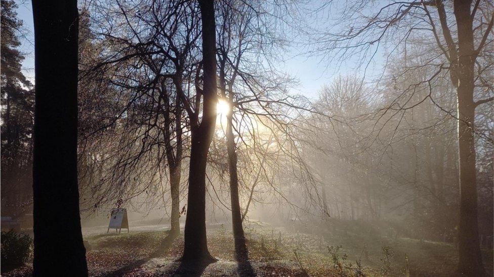 Wendover Woods