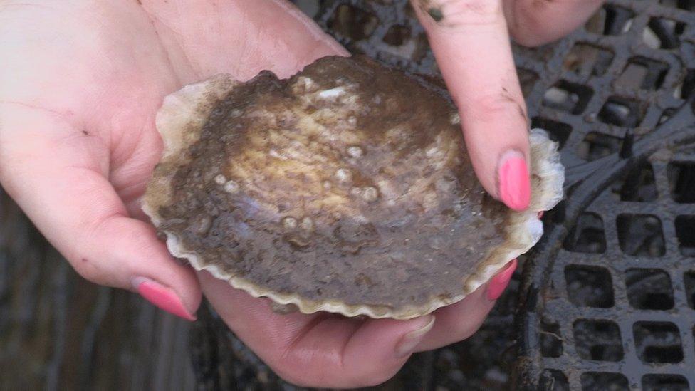 the white edges show healthy growth on the oyster