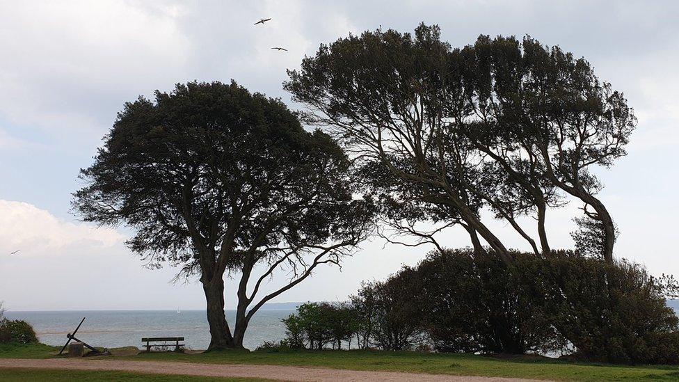 Lepe trees